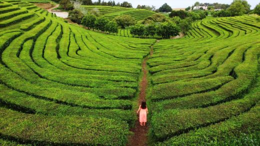 La fabrique de thé et le champ de Gorreana est l'une des attractions touristiques les plus populaires d'Acores. Femme touristique dans une plantation de thé aux Açores Sao Miguel. Le Portugal voyage. Vue aérienne