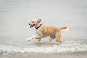 Chien à la plage au Portugal