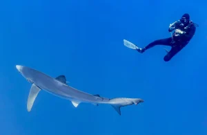 Plongeur qui photographie un requin bleu