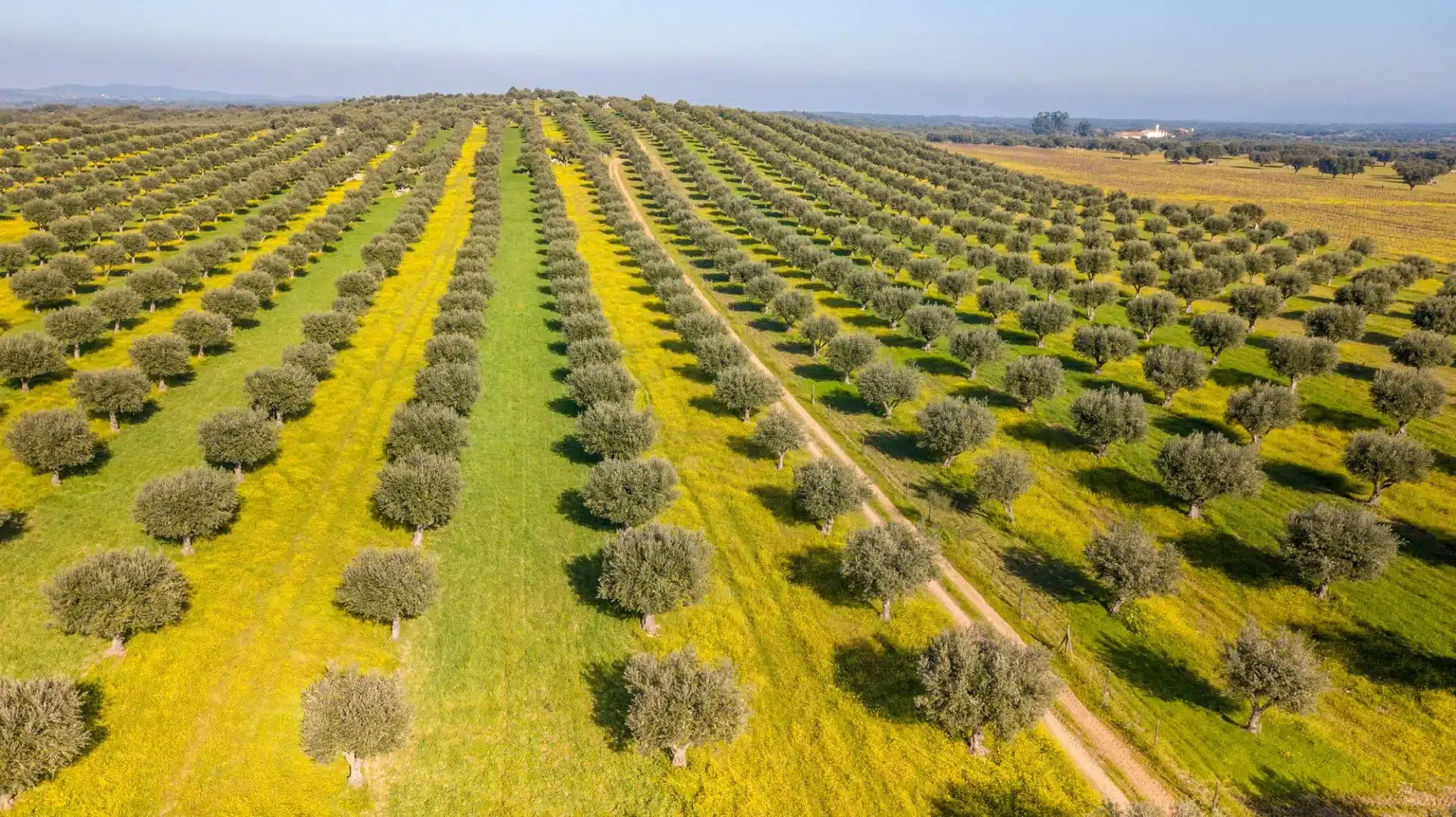 Drone vue aérienne de l'oliveraie géante en Alentejo Portugal