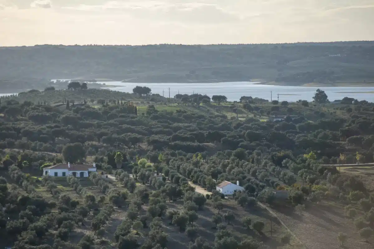 Lac d'Alqueva en arrière-plan avec des rangées d'oliviers verts au premier plan sous le soleil.